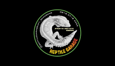 Loker Desainer Grafis (Full Time/ Freelance) - Helper Gudang - Konten Kreator (Full Time/ Freelance) di Reptile Garage